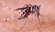 El brote de dengue que ha dejado decenas de muertos y miles de contagiados en América Latina