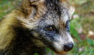 Covid: Así es el perro mapache, nuevo “sospechoso” en el origen del coronavirus en China