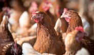 Cómo se identifica la influenza aviar en las aves